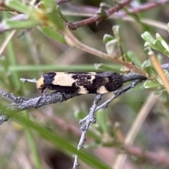 Palimmeces leucopelta at Googong, NSW - 4 Feb 2022 04:01 PM