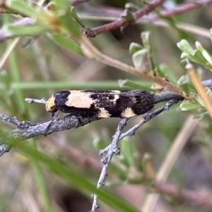 Palimmeces leucopelta at Googong, NSW - 4 Feb 2022 04:01 PM