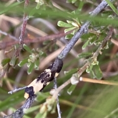 Palimmeces leucopelta at Googong, NSW - 4 Feb 2022 04:01 PM