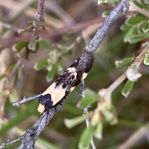 Palimmeces leucopelta at Googong, NSW - 4 Feb 2022 04:01 PM