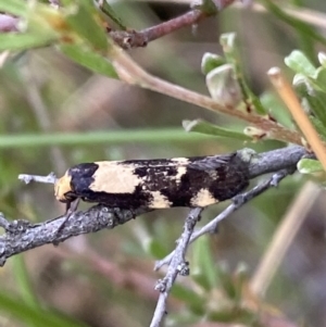 Palimmeces leucopelta at Googong, NSW - 4 Feb 2022 04:01 PM