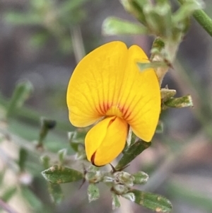 Pultenaea microphylla at Googong, NSW - 4 Feb 2022