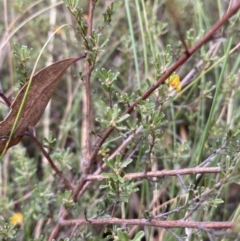 Pultenaea microphylla at Googong, NSW - 4 Feb 2022