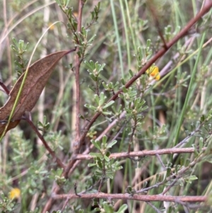 Pultenaea microphylla at Googong, NSW - 4 Feb 2022 04:01 PM