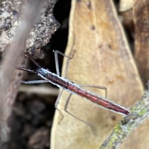 Alydidae (family) at Googong, NSW - 4 Feb 2022