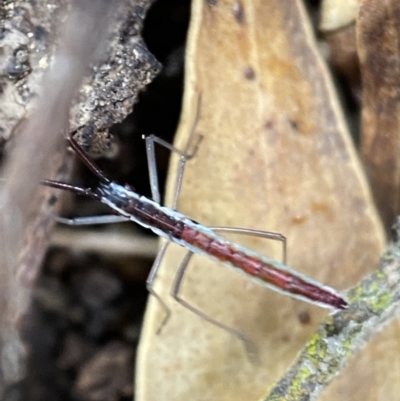 Alydidae (family) (A broad-headed bug) at Googong, NSW - 4 Feb 2022 by Steve_Bok