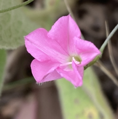 Convolvulus angustissimus subsp. angustissimus (Australian Bindweed) at Jerrabomberra, NSW - 4 Feb 2022 by Steve_Bok