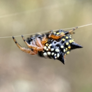 Austracantha minax at Jerrabomberra, NSW - 4 Feb 2022