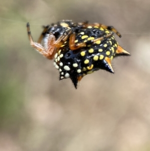 Austracantha minax at Jerrabomberra, NSW - 4 Feb 2022