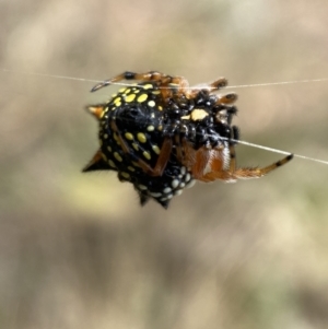 Austracantha minax at Jerrabomberra, NSW - 4 Feb 2022