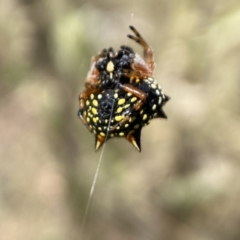 Austracantha minax at Jerrabomberra, NSW - 4 Feb 2022 02:53 PM