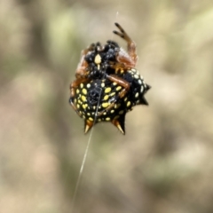 Austracantha minax at Jerrabomberra, NSW - 4 Feb 2022