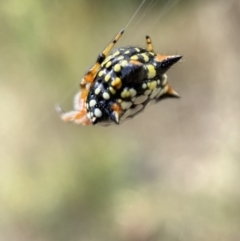 Austracantha minax at Jerrabomberra, NSW - 4 Feb 2022