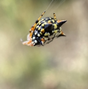 Austracantha minax at Jerrabomberra, NSW - 4 Feb 2022