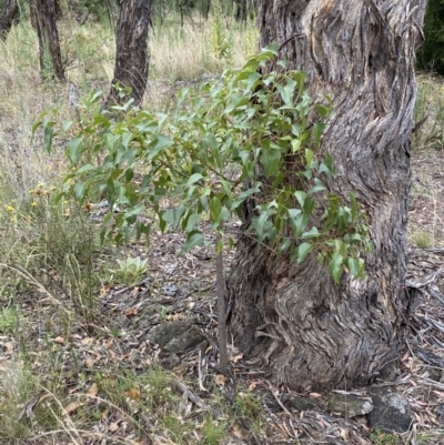 Brachychiton populneus subsp. populneus (Kurrajong) at Jerrabomberra, NSW - 4 Feb 2022 by Steve_Bok