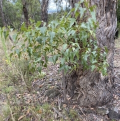 Brachychiton populneus subsp. populneus at Jerrabomberra, NSW - 4 Feb 2022 02:42 PM