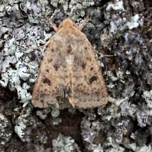 Thoracolopha (genus) at Jerrabomberra, NSW - 4 Feb 2022