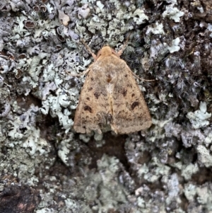 Thoracolopha (genus) at Jerrabomberra, NSW - 4 Feb 2022