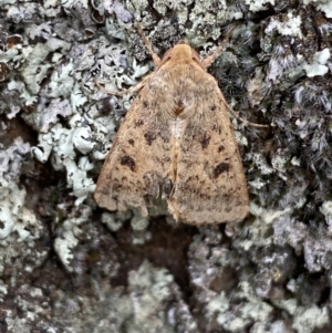 Thoracolopha (genus) at Jerrabomberra, NSW - 4 Feb 2022