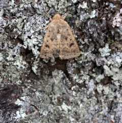 Thoracolopha (genus) at Jerrabomberra, NSW - 4 Feb 2022