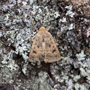 Thoracolopha (genus) at Jerrabomberra, NSW - 4 Feb 2022