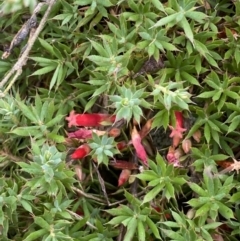 Astroloma humifusum (Cranberry Heath) at Jerrabomberra, NSW - 4 Feb 2022 by Steve_Bok