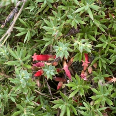 Astroloma humifusum (Cranberry Heath) at Jerrabomberra, NSW - 4 Feb 2022 by Steve_Bok