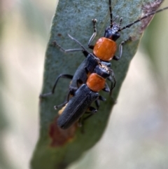 Chauliognathus tricolor at Jerrabomberra, NSW - 4 Feb 2022