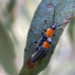 Chauliognathus tricolor at Jerrabomberra, NSW - 4 Feb 2022