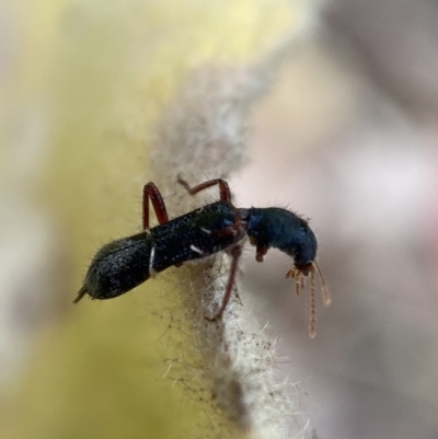 Tarsostenodes sp. (Checkered beetle) at Jerrabomberra, NSW - 4 Feb 2022 by SteveBorkowskis