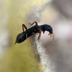 Tarsostenodes sp. at suppressed - 4 Feb 2022