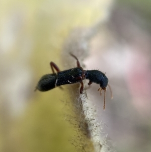 Tarsostenodes sp. at suppressed - 4 Feb 2022