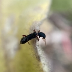 Tarsostenodes sp. at suppressed - 4 Feb 2022