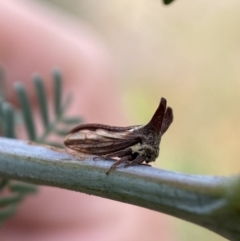 Ceraon sp. (genus) (2-horned tree hopper) at Jerrabomberra, NSW - 4 Feb 2022 by Steve_Bok