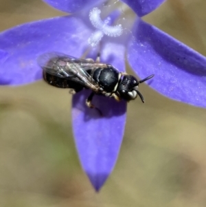 Hylaeus (Pseudhylaeus) albocuneatus at Jerrabomberra, NSW - 4 Feb 2022