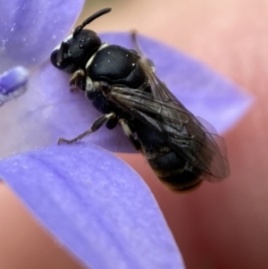 Hylaeus (Pseudhylaeus) albocuneatus at Jerrabomberra, NSW - 4 Feb 2022