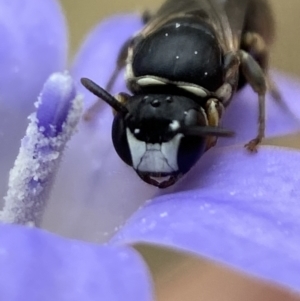 Hylaeus (Pseudhylaeus) albocuneatus at Jerrabomberra, NSW - 4 Feb 2022