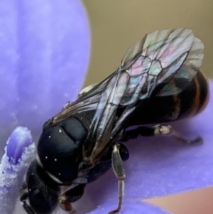 Hylaeus (Pseudhylaeus) albocuneatus at Jerrabomberra, NSW - 4 Feb 2022