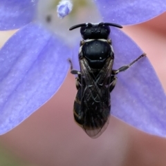 Hylaeus (Pseudhylaeus) albocuneatus at Jerrabomberra, NSW - 4 Feb 2022