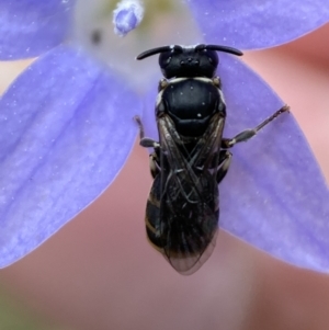 Hylaeus (Pseudhylaeus) albocuneatus at Jerrabomberra, NSW - 4 Feb 2022