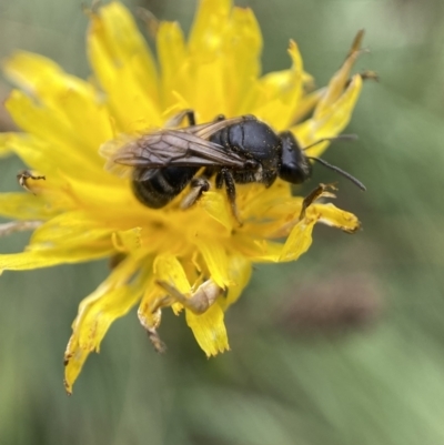 Lasioglossum (Chilalictus) sp. (genus & subgenus) (Halictid bee) at Jerrabomberra, NSW - 4 Feb 2022 by Steve_Bok