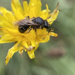 Lasioglossum (Chilalictus) sp. (genus & subgenus) at Jerrabomberra, NSW - 4 Feb 2022 01:03 PM