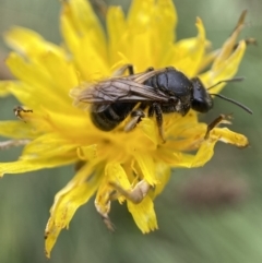 Lasioglossum (Chilalictus) sp. (genus & subgenus) at Jerrabomberra, NSW - 4 Feb 2022 01:03 PM