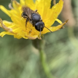 Lasioglossum (Chilalictus) sp. (genus & subgenus) at Jerrabomberra, NSW - 4 Feb 2022 01:03 PM