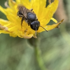 Lasioglossum (Chilalictus) sp. (genus & subgenus) at Jerrabomberra, NSW - 4 Feb 2022 01:03 PM