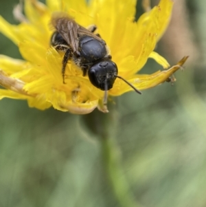 Lasioglossum (Chilalictus) sp. (genus & subgenus) at Jerrabomberra, NSW - 4 Feb 2022 01:03 PM