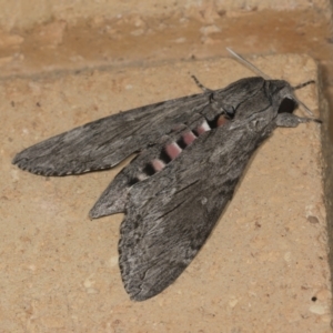 Agrius convolvuli at Higgins, ACT - 4 Feb 2022 03:22 AM