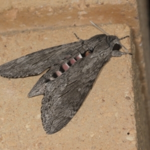 Agrius convolvuli at Higgins, ACT - 4 Feb 2022 03:22 AM