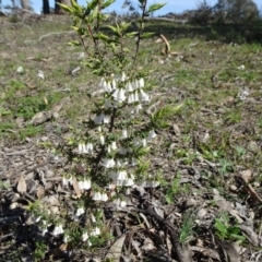 Styphelia fletcheri subsp. brevisepala at Bonner, ACT - 16 Sep 2020