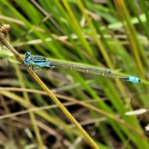 Ischnura heterosticta at Stromlo, ACT - 4 Feb 2022